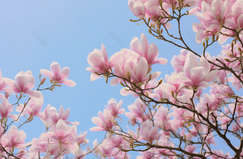 春日清新玉兰花高清特性摄影图,高清,摄影图,摄影图片,图片大全,摄影图免费下载